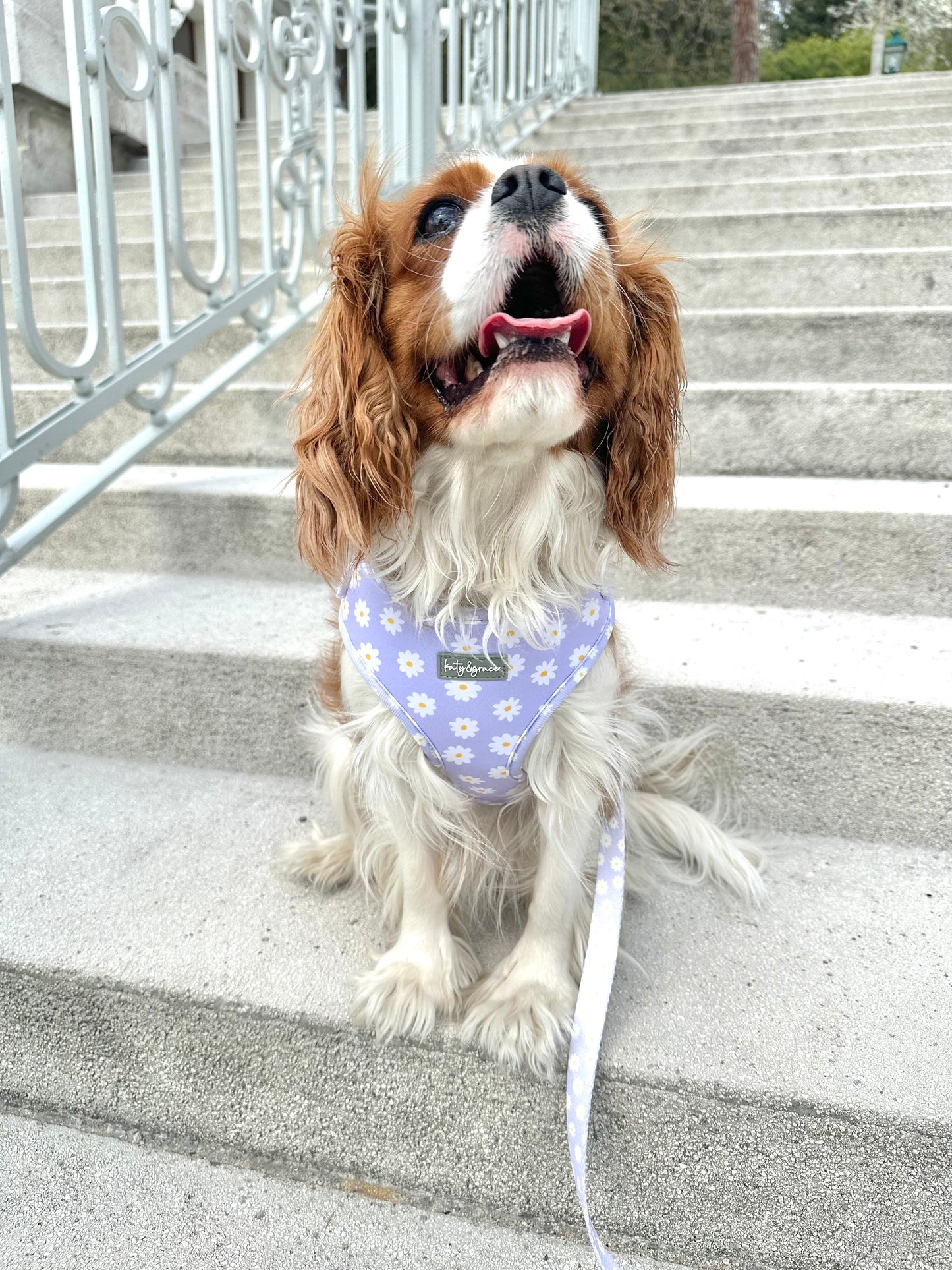 Adjustable Harness - Lilac Daisy
