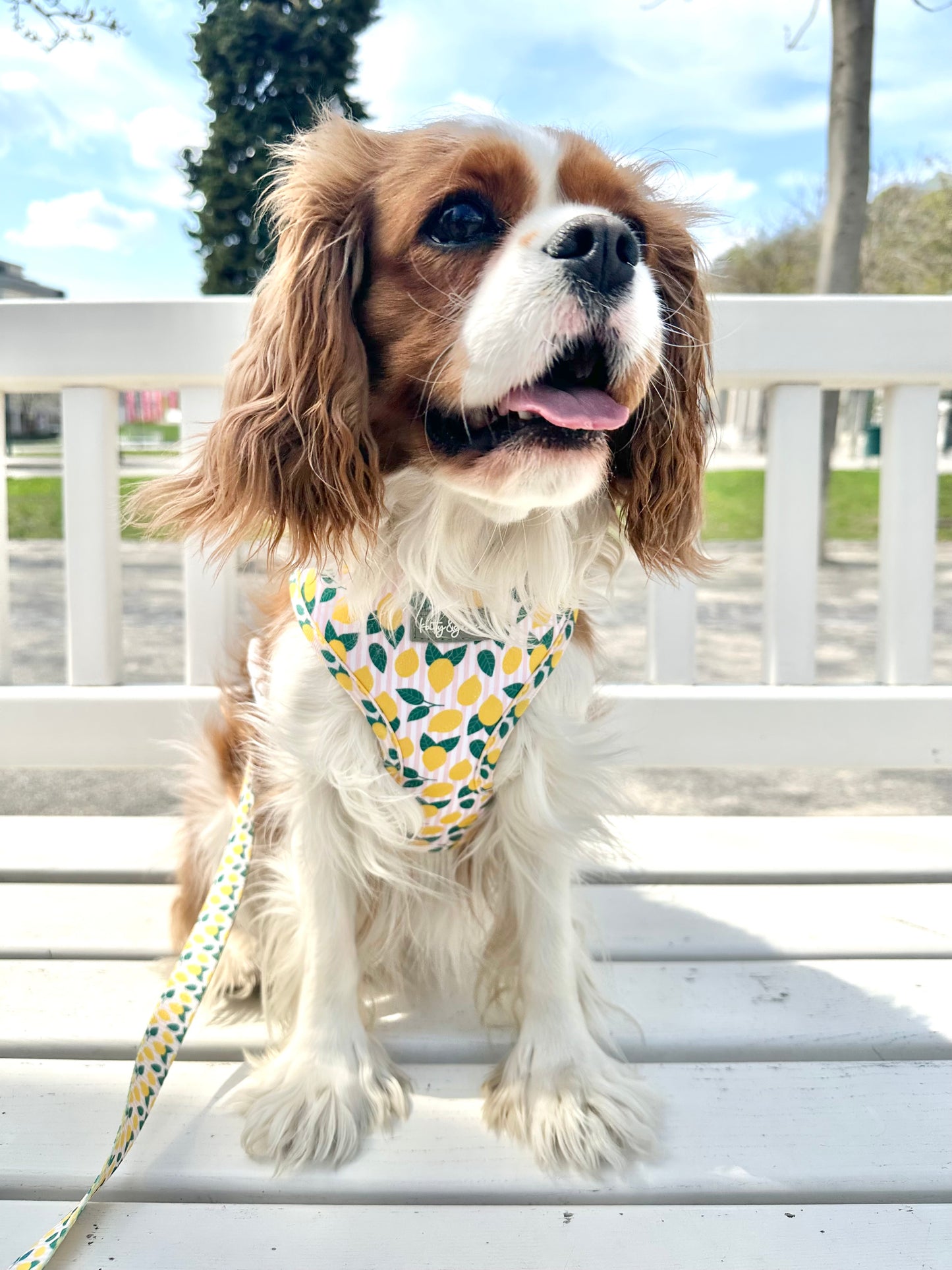 Adjustable Harness - Squeezy Lemon