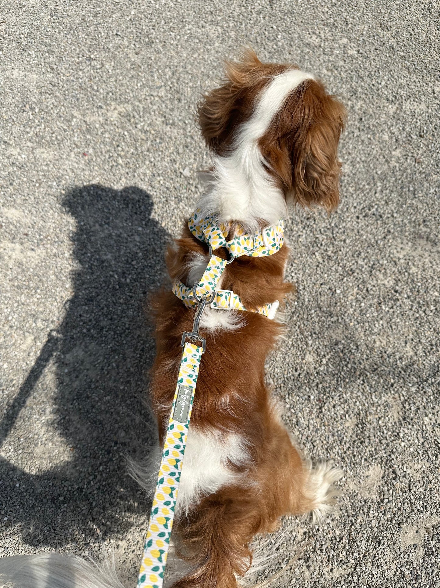 Adjustable Harness - Squeezy Lemon