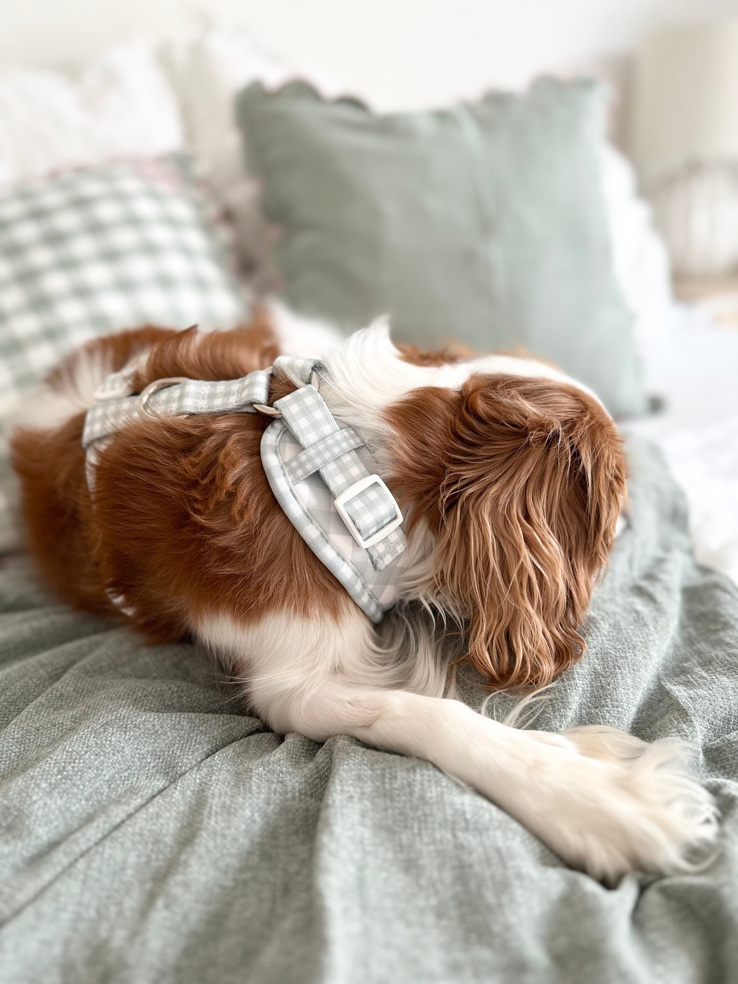 Adjustable Harness - Countryside