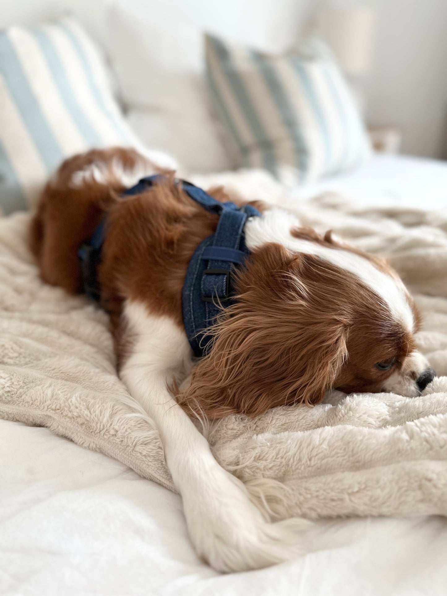Adjustable Harness - Blue Jeans
