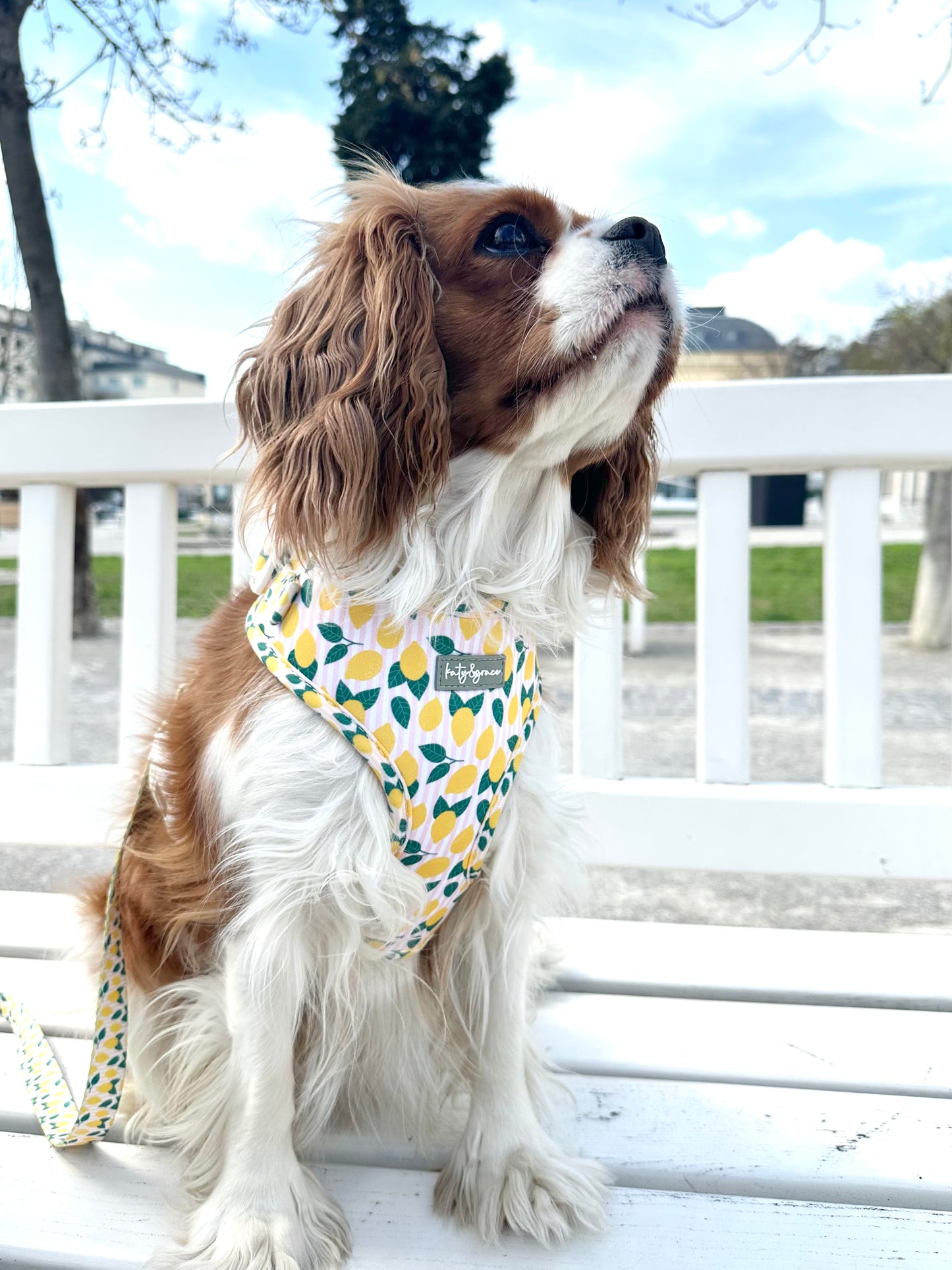 Adjustable Harness - Squeezy Lemon