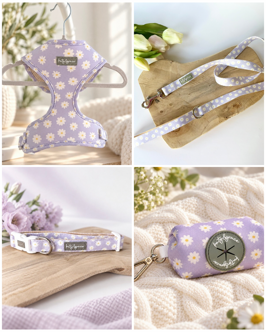 Set Lila Gänseblümchen